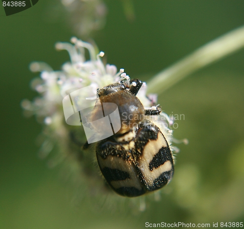 Image of Trichius fasciatus - Bee beatle - Humlebille