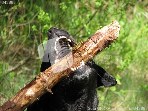 Image of Wild dog