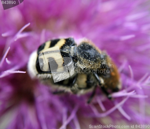 Image of Trichius fasciatus/Bee beatle mating