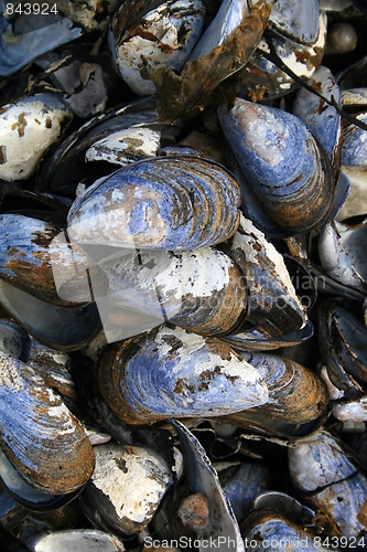 Image of Blue mussels