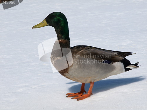 Image of Mallard ducks in winter.