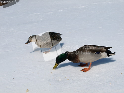 Image of Mallard ducks in winter.