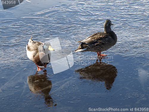 Image of Mallard ducks in winter.