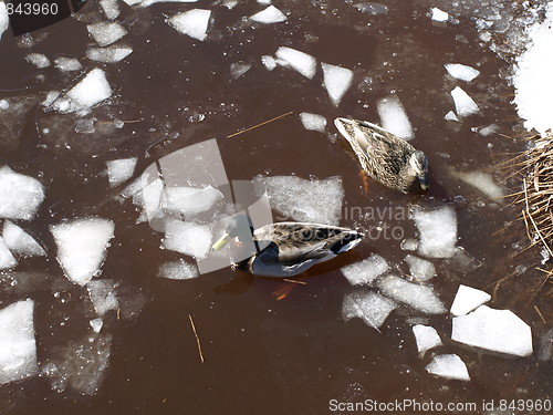 Image of Mallard ducks in winter.