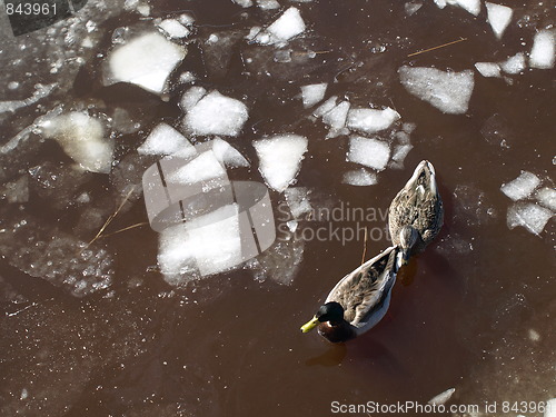 Image of Mallard ducks in winter.