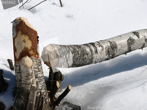 Image of Beaver felled tree.