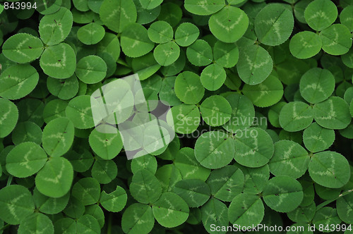 Image of Clovers