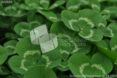 Image of Clovers