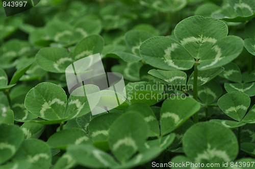 Image of Clovers