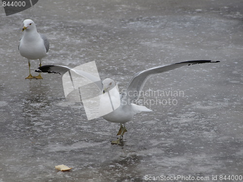 Image of Seagulls on ice.