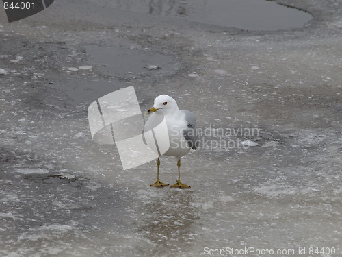 Image of Seagulls on ice.