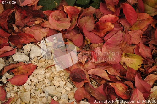 Image of Autumn Leafs