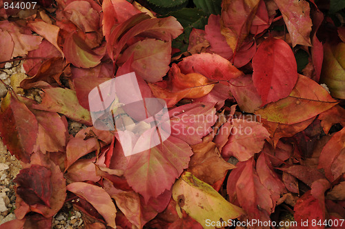 Image of Autumn Leafs