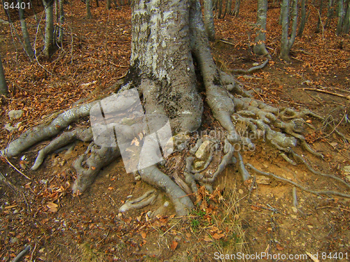 Image of big roots