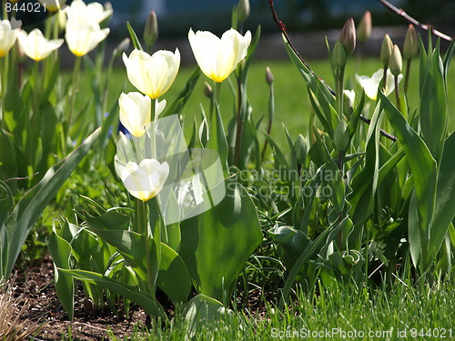 Image of In the flower garden.