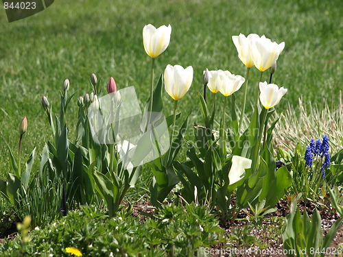 Image of In the flower garden.