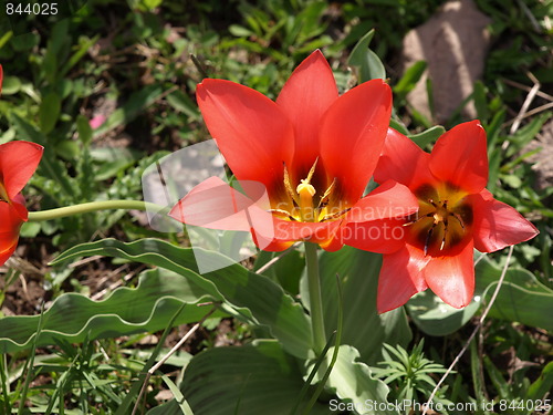 Image of In the flower garden.