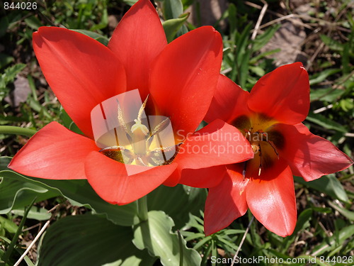 Image of In the flower garden.