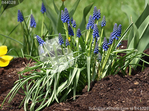 Image of In the flower garden.
