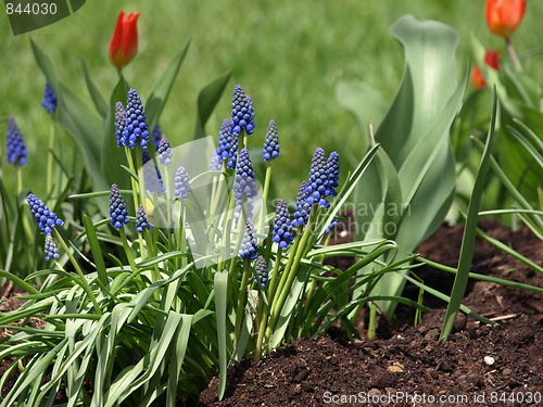 Image of In the flower garden.