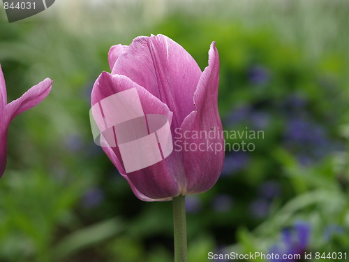 Image of In the flower garden.