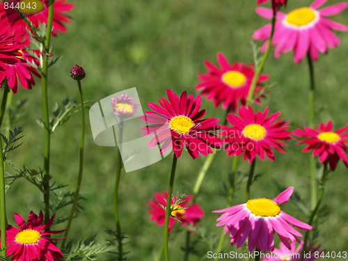 Image of In the flower garden.