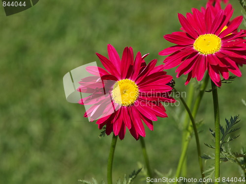 Image of In the flower garden.