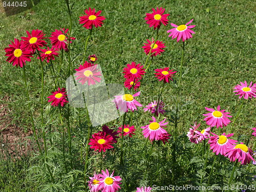 Image of In the flower garden.