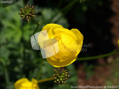 Image of In the flower garden.