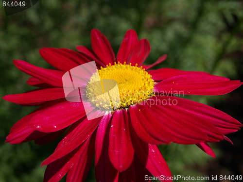 Image of In the flower garden.