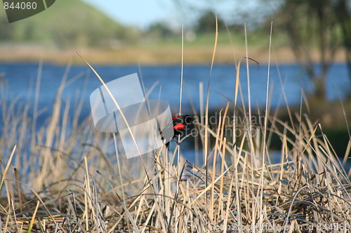 Image of Small Bird