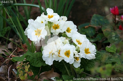 Image of Primrose Flowers