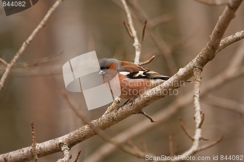 Image of Chaffinch