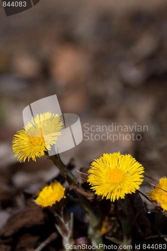 Image of coltsfoot