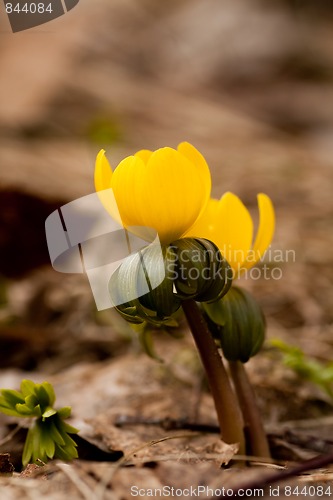 Image of Winter aconite