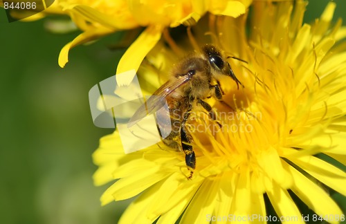 Image of Bee