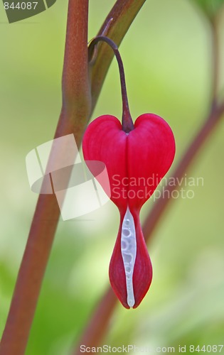 Image of Bleeding Heart