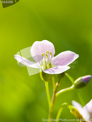 Image of Cuckoo Flower