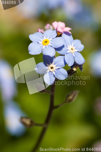 Image of Forget-me-not