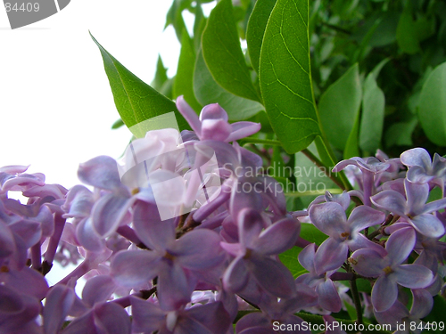 Image of lilac macro