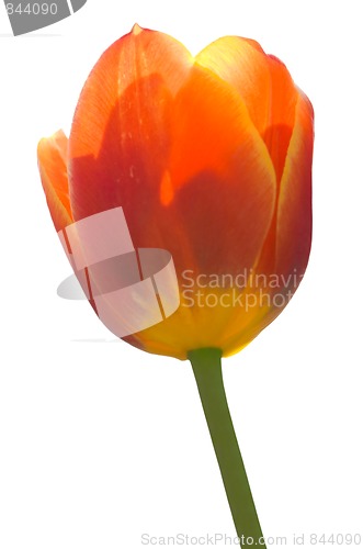 Image of Red Tulip