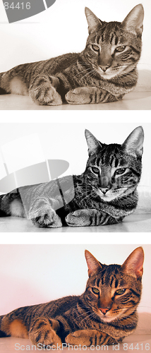 Image of three versions of cat