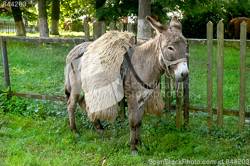 Image of Donkey