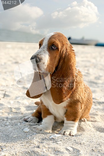 Image of basset hound