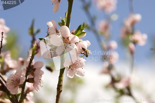 Image of Cherry flowers