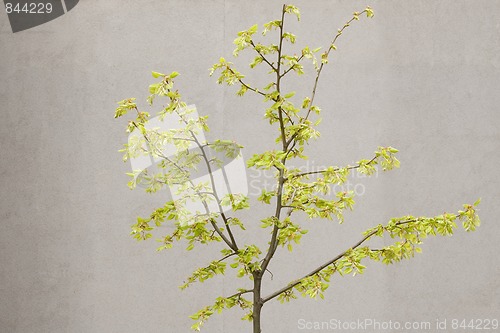 Image of decorative tree