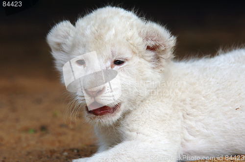 Image of White lion