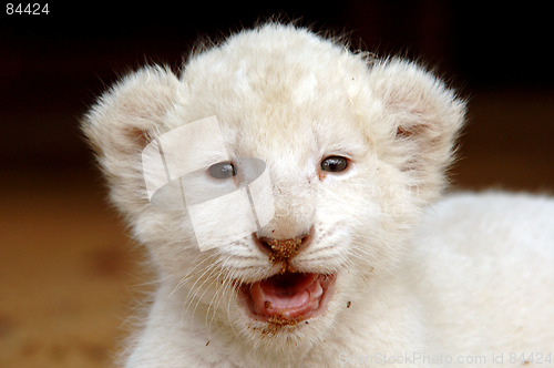 Image of White lion cub