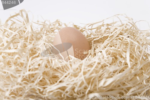 Image of nest egg