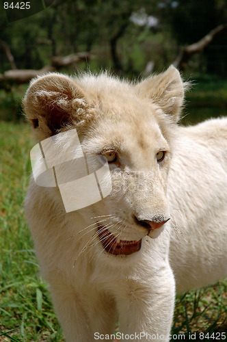 Image of White lion